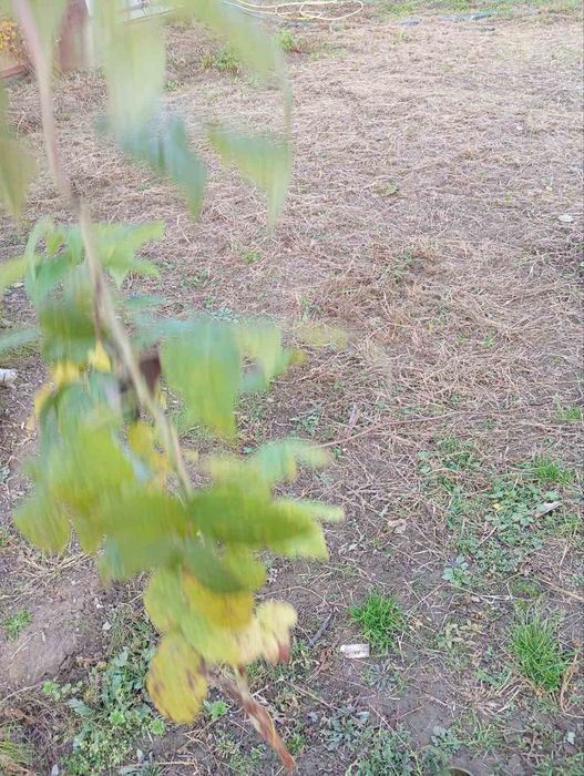 Продаються саджанці малини