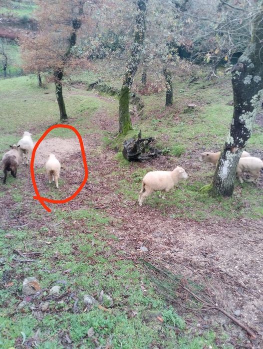 Tenho duas anhas para vender