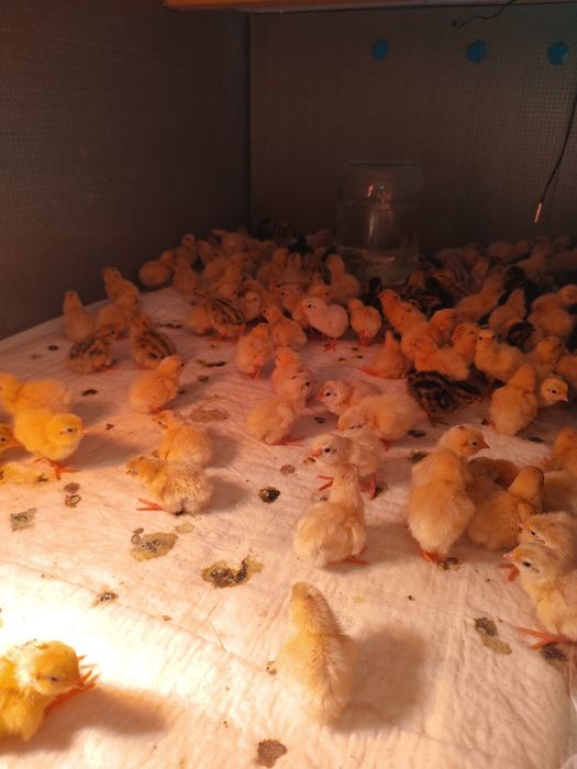 Перепілки різного віку