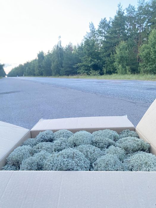 Лісовий Мох Ягель