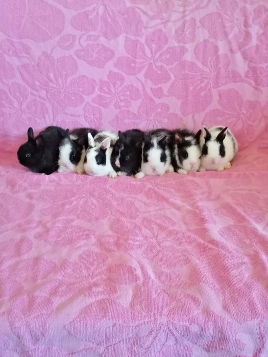 Króliki miniaturki karzełki