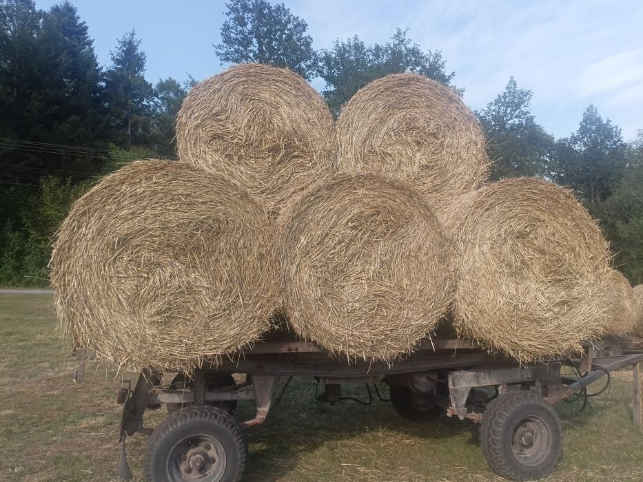 Sprzedam słomę pszenną