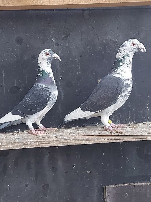 Sprzedam parę Staropolskich