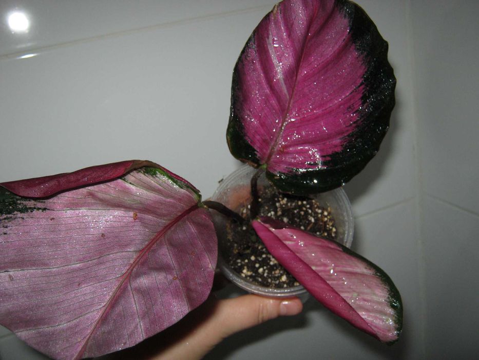 домашние калатея разные сорта