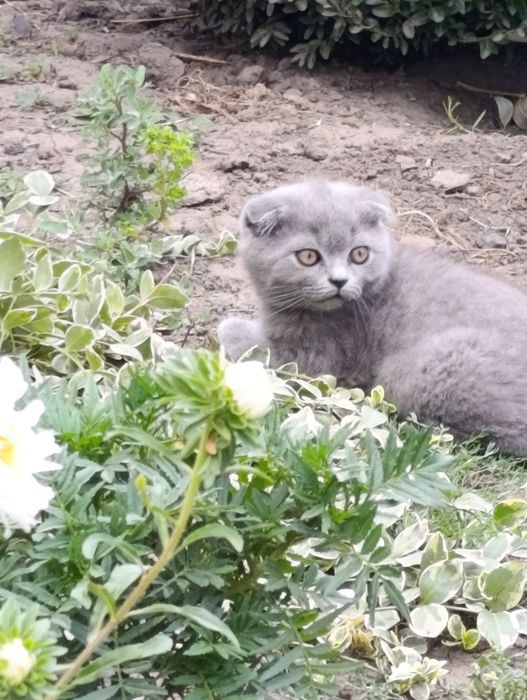 Продам шотландочку