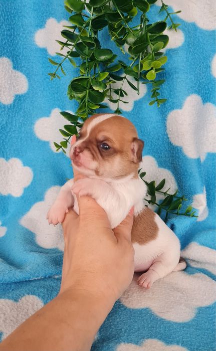 Estupendo mini Chihuahua/Chiuaua de Qualidade.LinhagemRussa