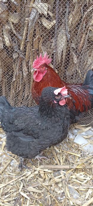 Кури Марани сім'я півень