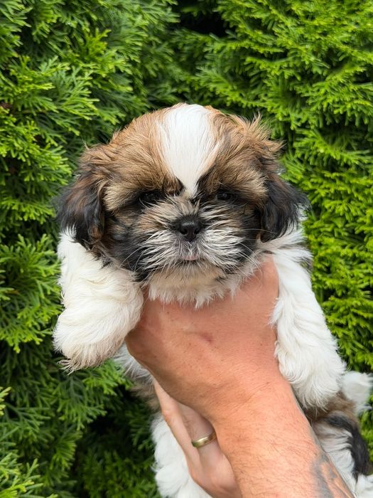 Shih tzu. Polecam