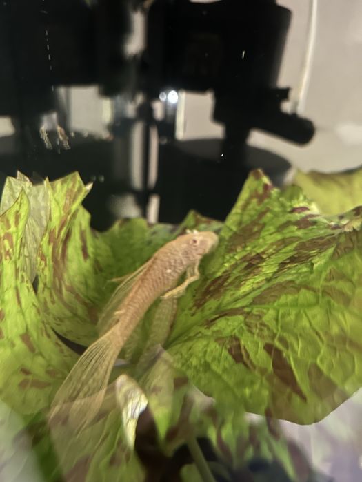 Zbrojnik, glonojad żółty dorosła para.