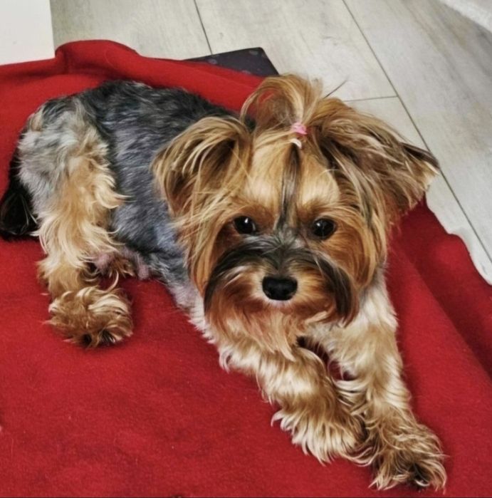 Piesek Yorkshire Terrier rodzice badania DNA