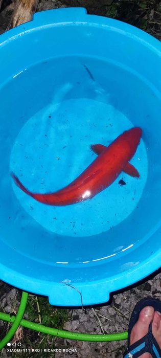 Carpas Koi  coloridas   Promoçao de   outono