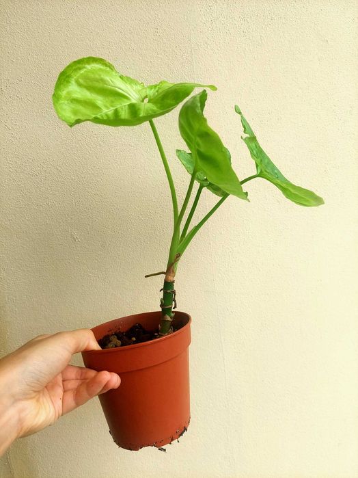 Planta Syngonium Gold