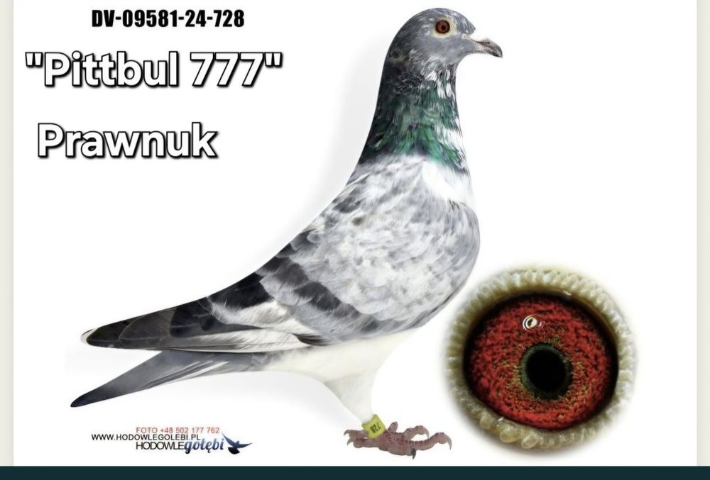 Gołębie młode 2026 możliwość zamówienia super materiał hodowlany ???