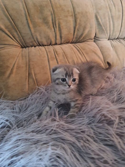 Кошенята шотландці