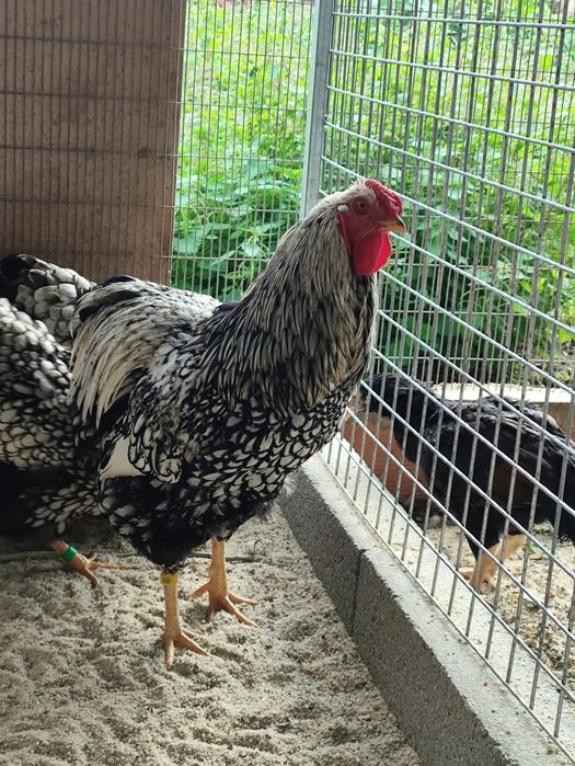 Ovos galados...vários.63825519437571122