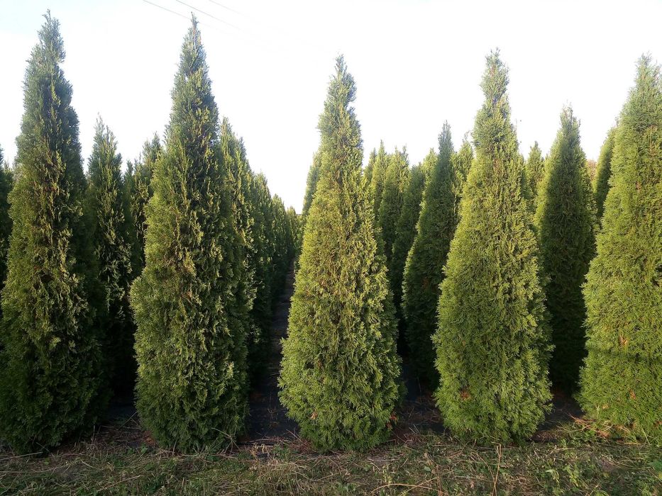 Tuja Szmaragd  220 - 320 cm tuje
