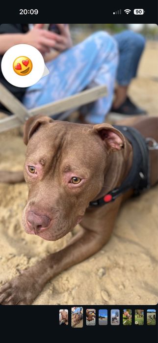 Oddam pitbulla red nose