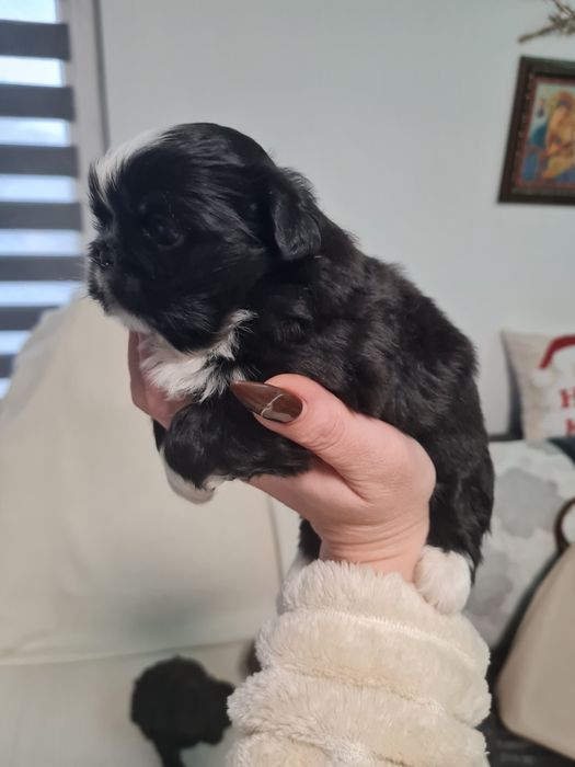 Пекінес королівський міні