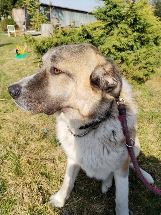 Oddam psa w odpowiedzialne ręce