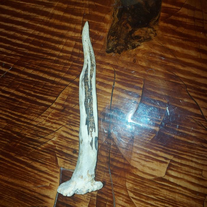 Naturalne poroże,  gryzak, rogi dla psa