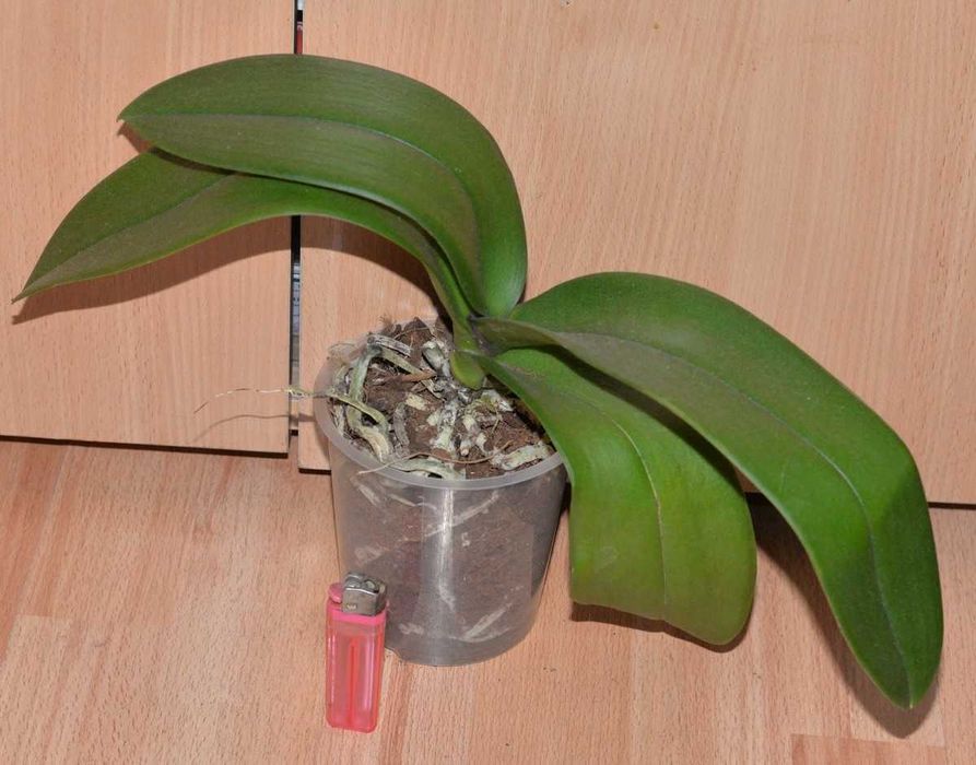 Орхідея фаленопсис відквіташка