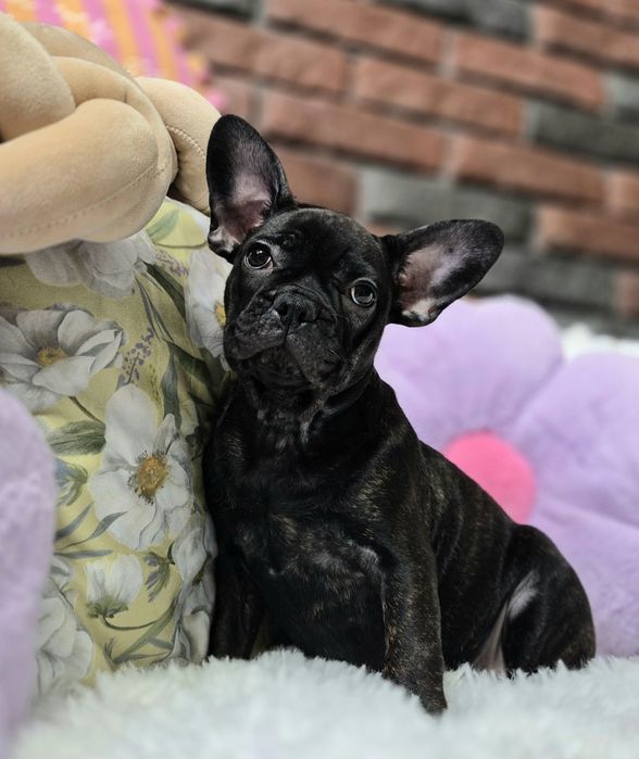 dziewczynka buldog francuski gotowa do odbioru