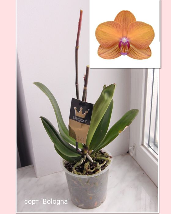 Орхідея фаленопсис відцвіташки 5 різних кольорів
