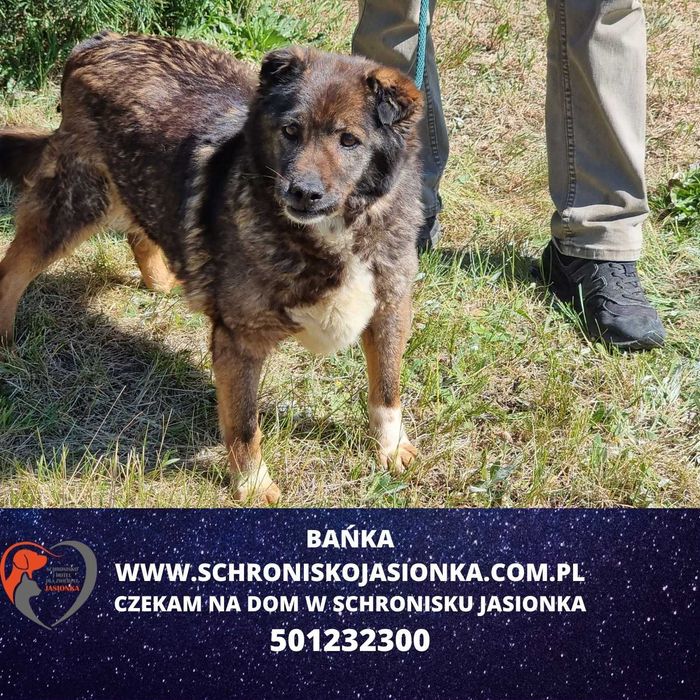 Bańka do adopcji – Schronisko Jasionka
