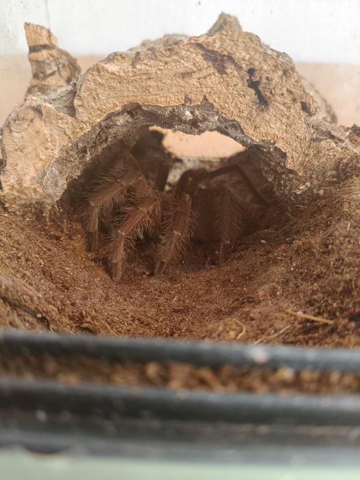 Teraphosa blondi