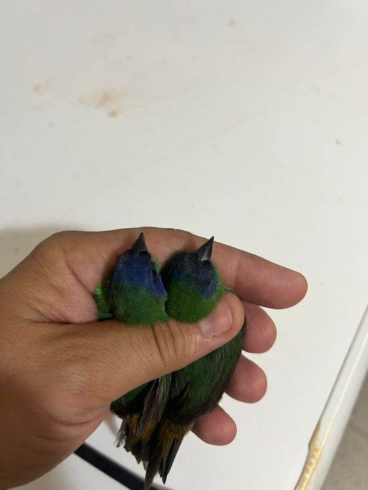 Canários e exóticos