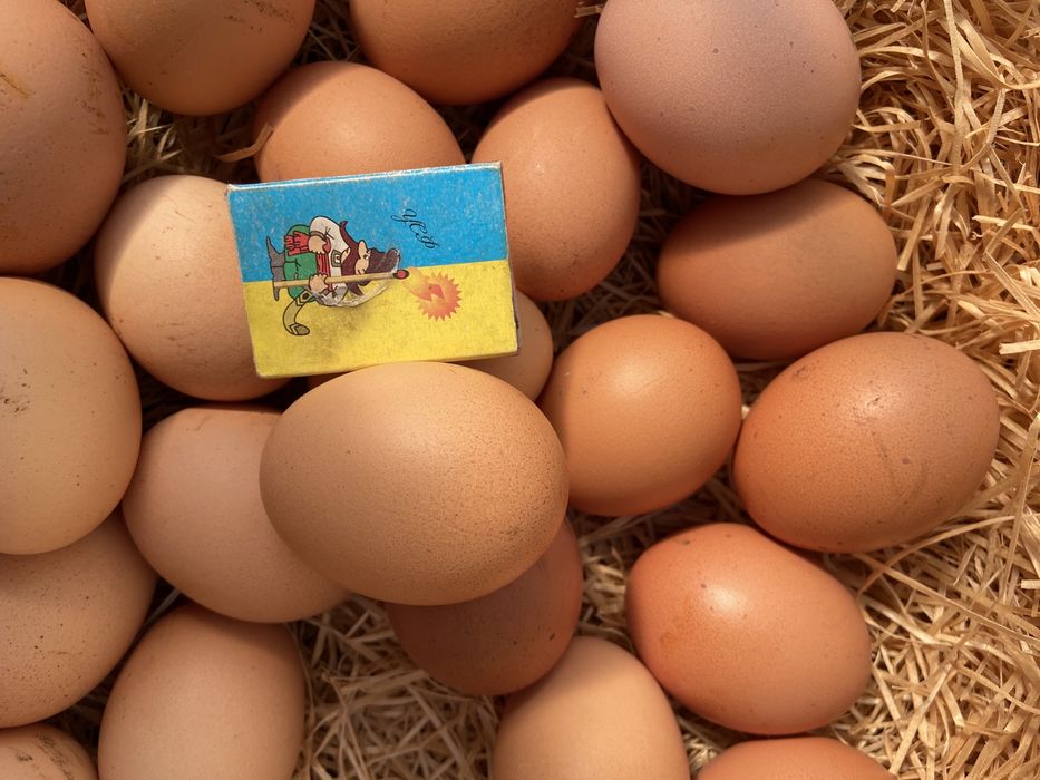 Домашні курячі яйця