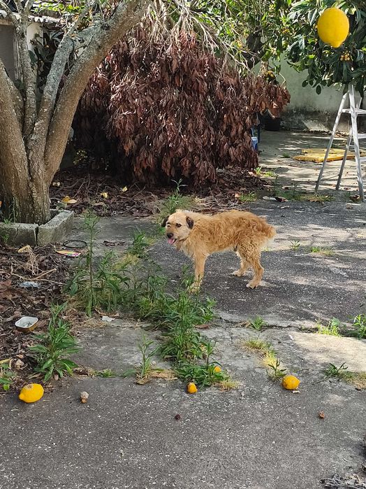 Para adoção responsável e amor por animais