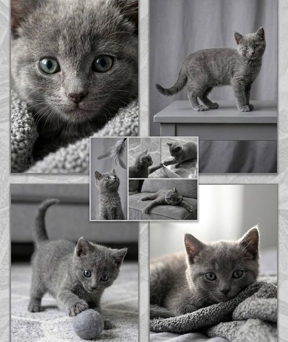 Британец котята британские