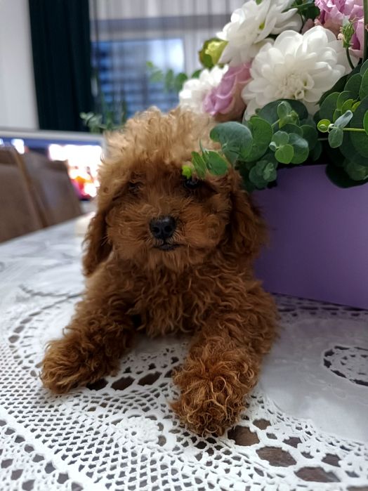 Пудель  тикап 3 мес мини  девочка