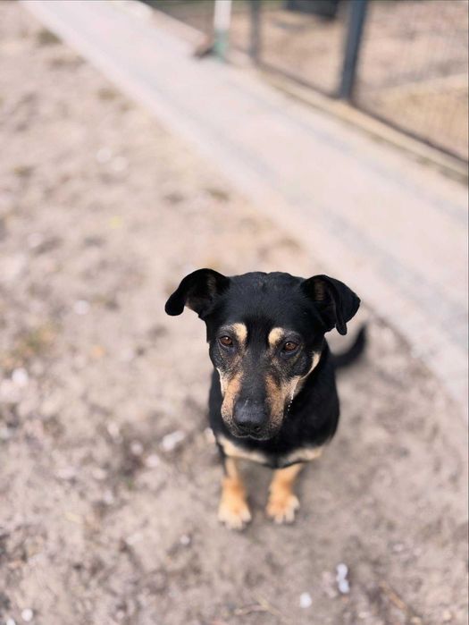 Cezar piękny molosowy pies do adopcji