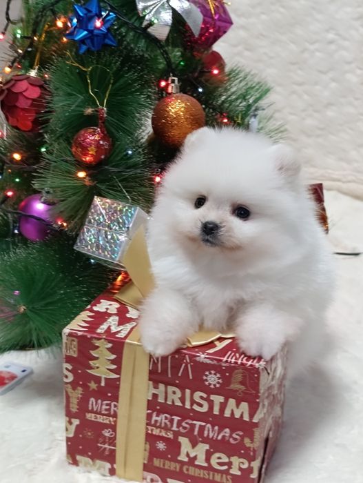 Мальчики - Померанский шпиц.