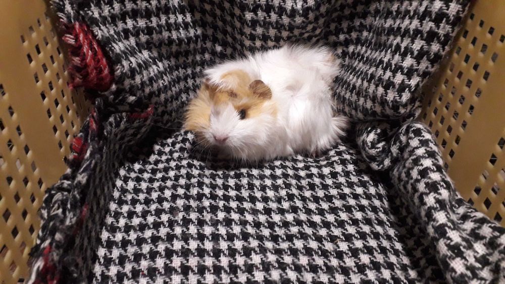 Морська свинка, розетка.