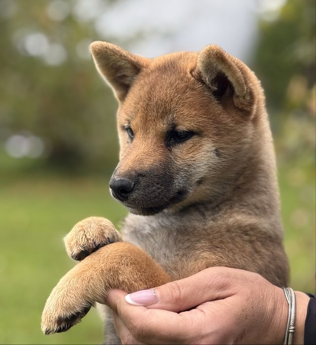 NATSUMI suka sunia shiba inu FCI ZKwP Gotowa do odbioru