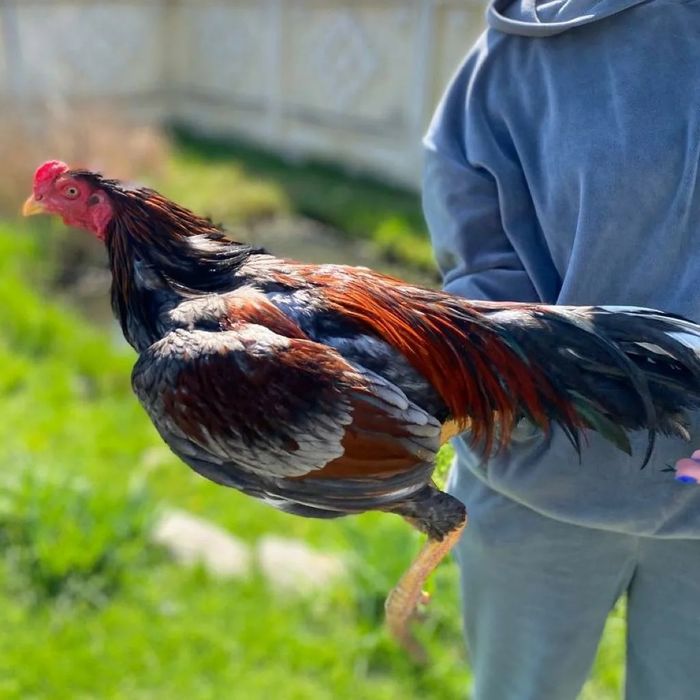 Петухи и куры бойцовых пород Бразильцы и Тайцы.Бійцеві півні.