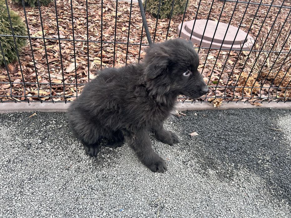 Szczeniak Owczarek Niemiecki Długowłosy