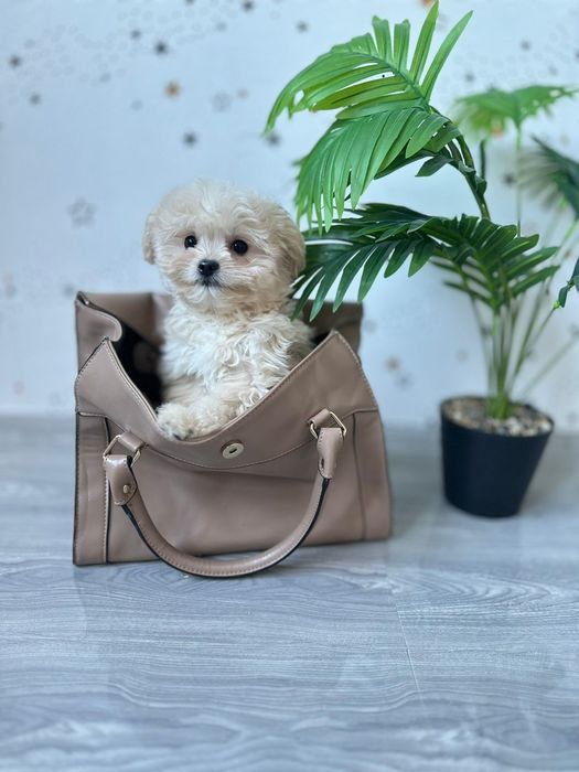 Милі пухнастики мальтіпу міні кремового окрасу. Мальтипу в Україні.