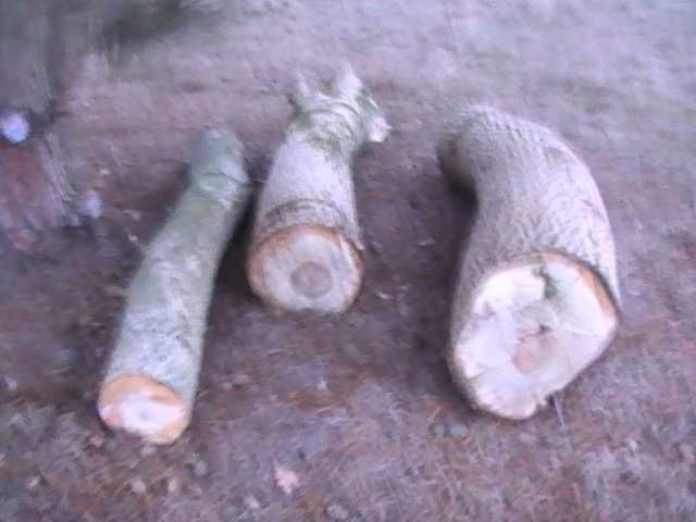 pień drzewa orzecha