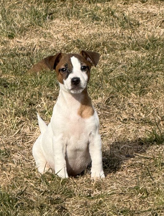 Jack Russell Terrier piesek