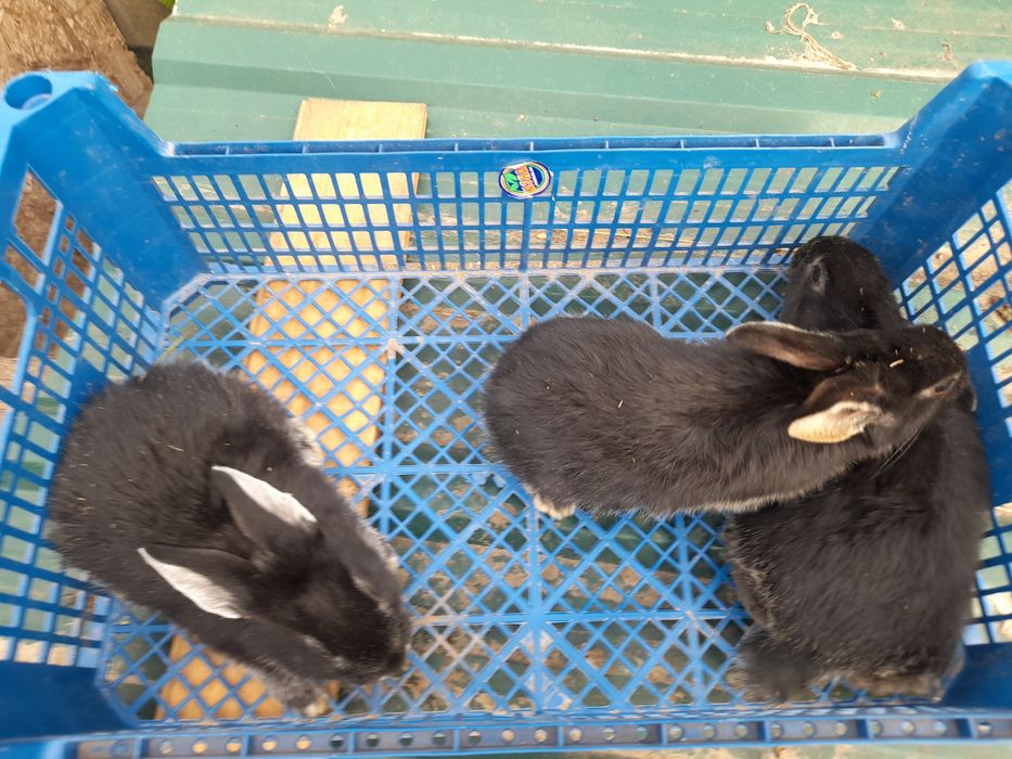 Продам  кроликів