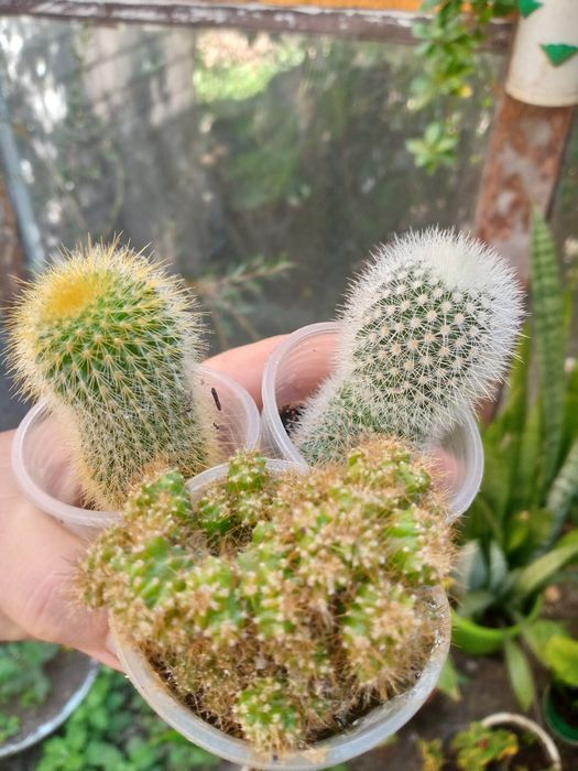 Кактуси в асортименті