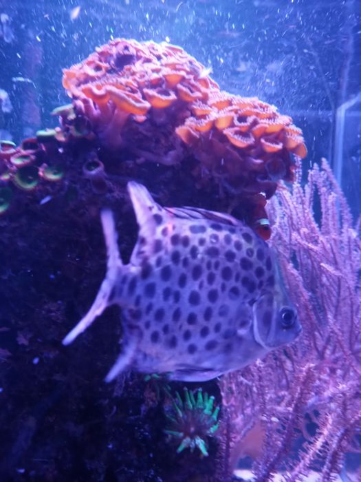 Ryba argus zielony scatophagus argus akwarium morskie