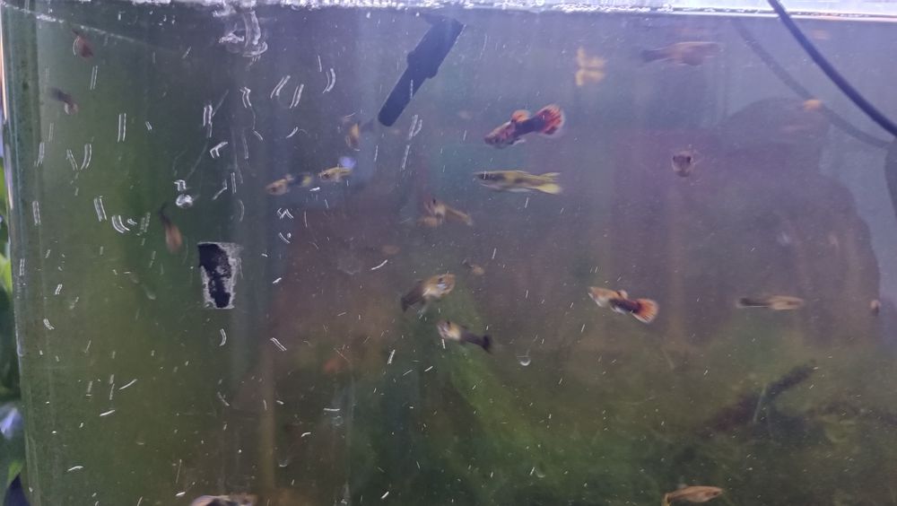 Guppys diversos tamanhos - machos e femeas