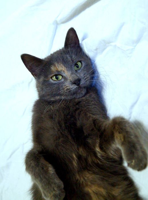 Стерилизованная пепельная черепаховая кошка 1 год ищет дом! В хорошие