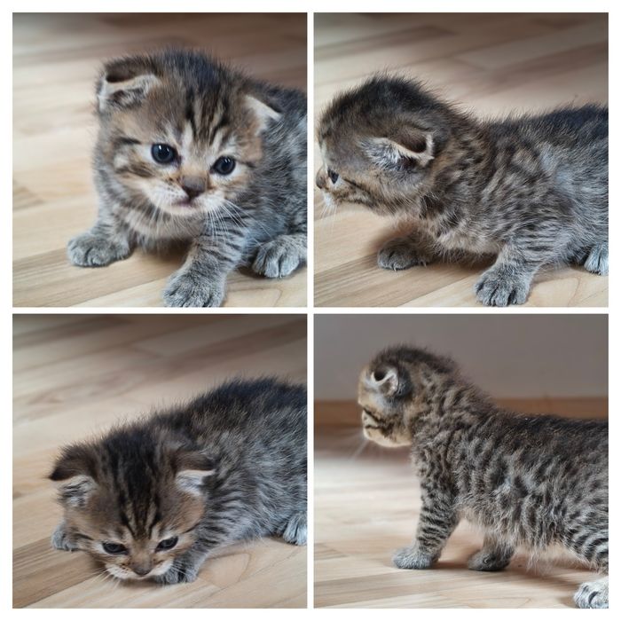 Котята   кошенята  Скотиш  Фолд