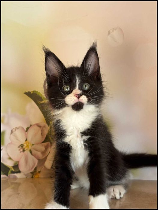 Kocurek Maine Coon Amigo